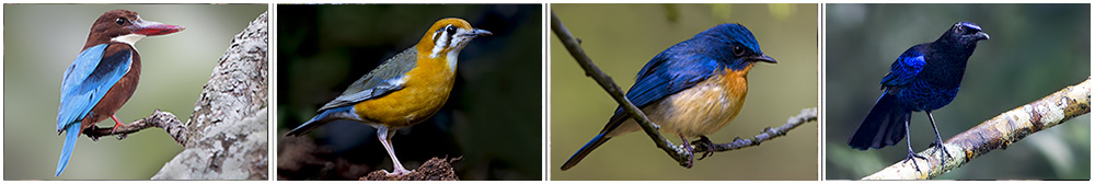 Wonderful bird watching Tour Booking from Kolkata with TouristHubIndia - The Best Sundarban Bird watching tour Operator in Kolkata