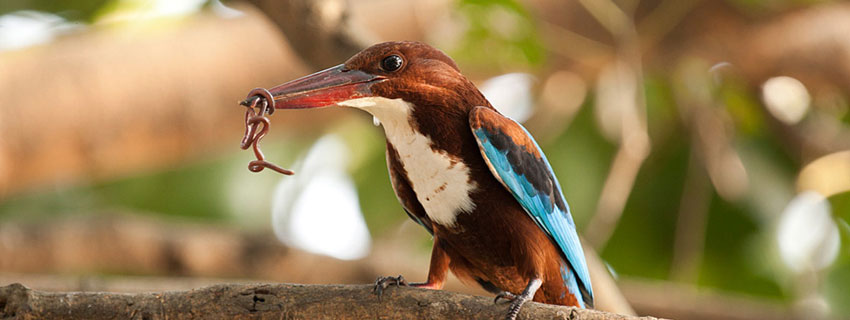 sundarban birding tour from kolkata with Tourist Hub India