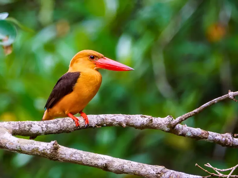 Sundarban bird watching tour