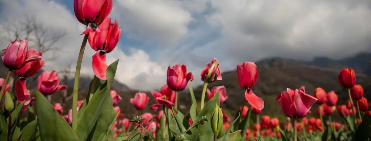 Srinagar tulip festival with Tourist Hub India