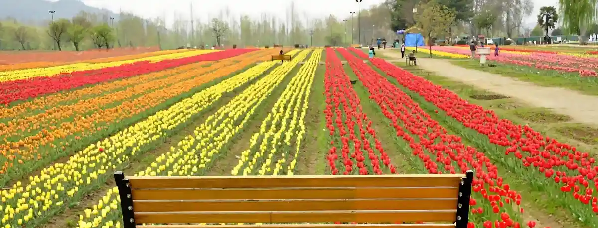 Srinagar tulip festival package with Tourist Hub India