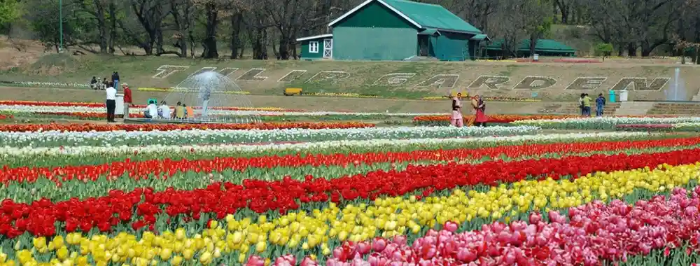 Srinagar Kashmir tulip festival 2025 with Tourist Hub India