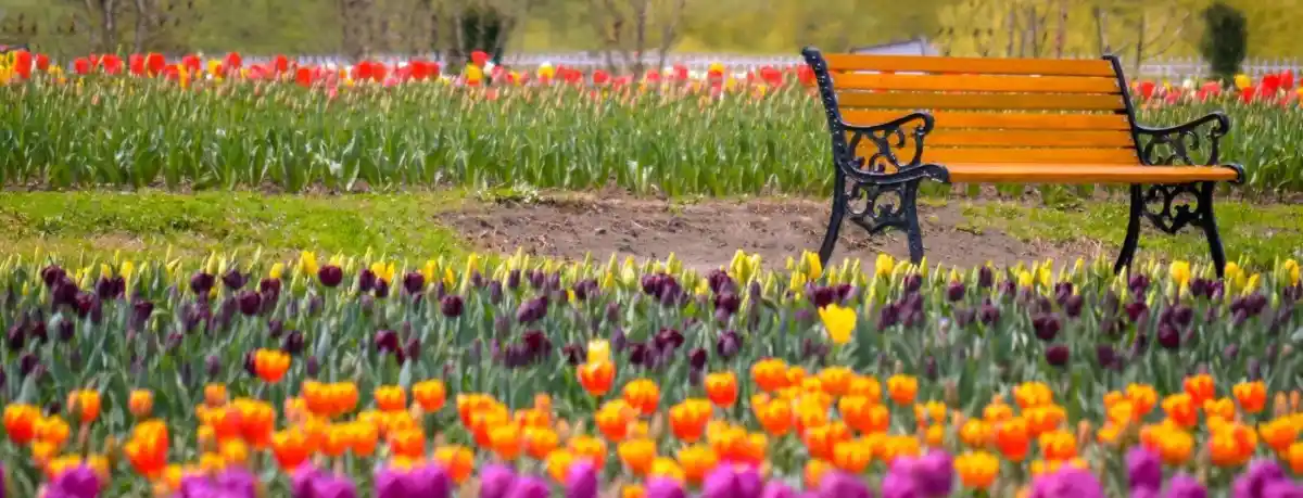 Jammu Kashmir tulip festival with Tourist Hub India