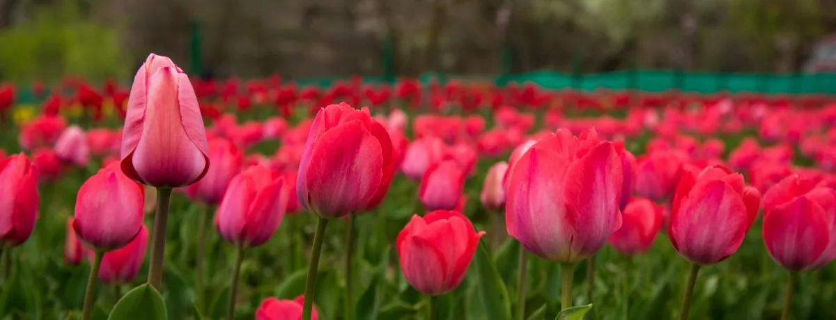 Kashmir tulip festival package with Tourist Hub India