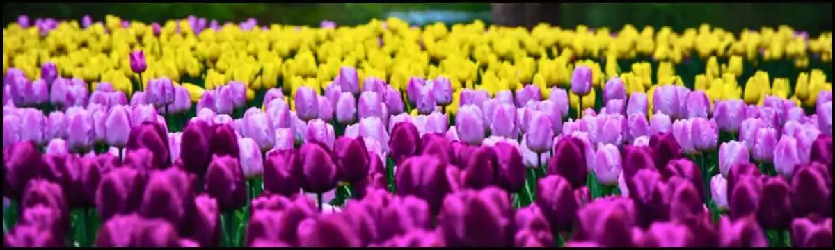 Kashmir tulip garden