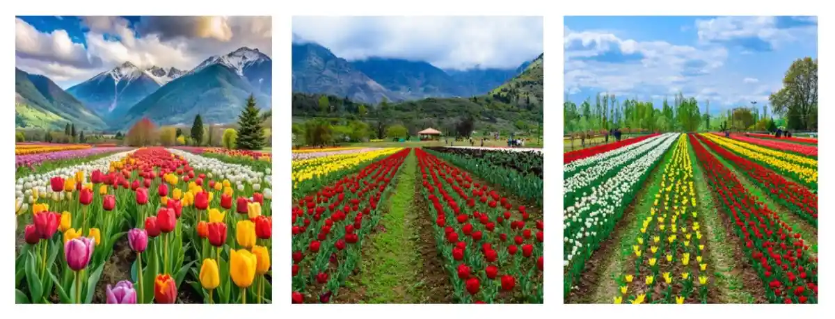 Kashmir tulip festival 2025 packages with Tourist Hub India