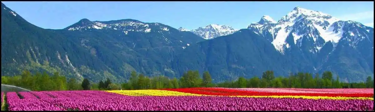 Kashmir tulip festival from chennai with Tourist Hub India