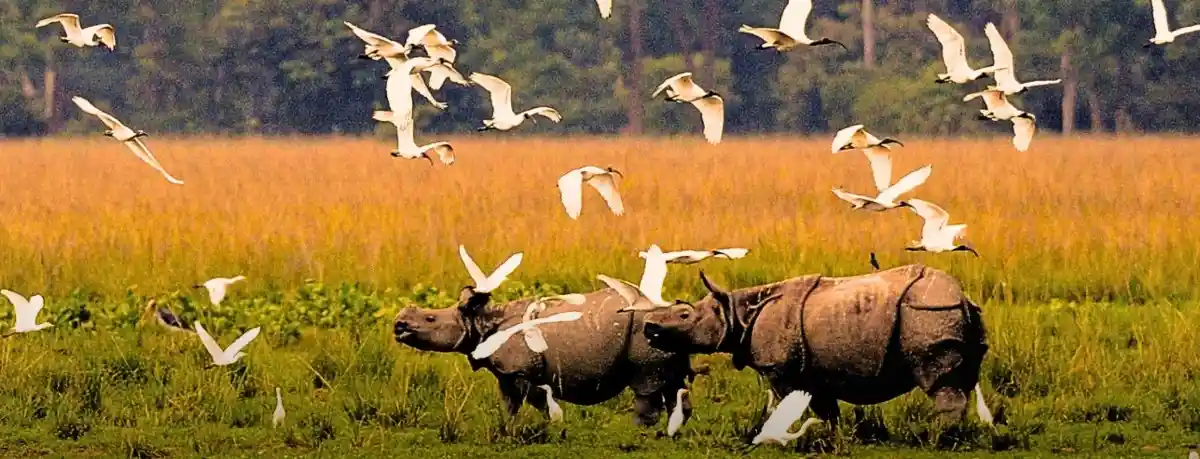 Kaziranga National park with Meghalaya tour