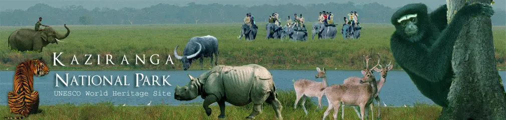 Kaziranga tour package from Guwahati with Touristhub Holidays - The Best Shillong Tour Operator in Bangalore