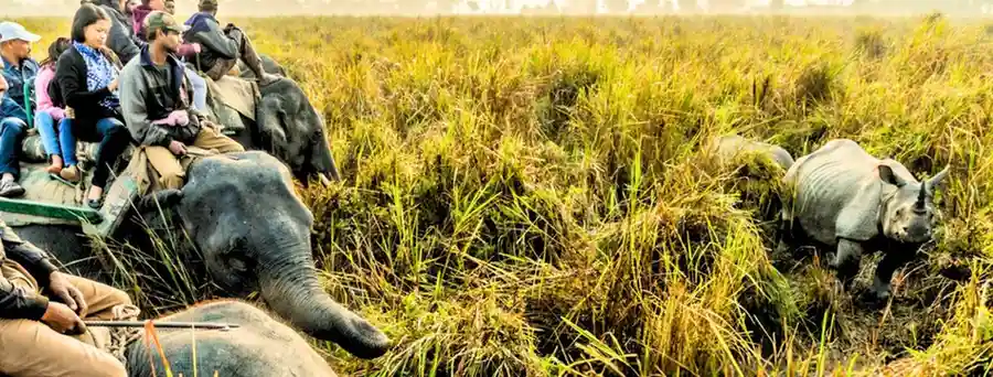 Kaziranga elephant safari with touristhub