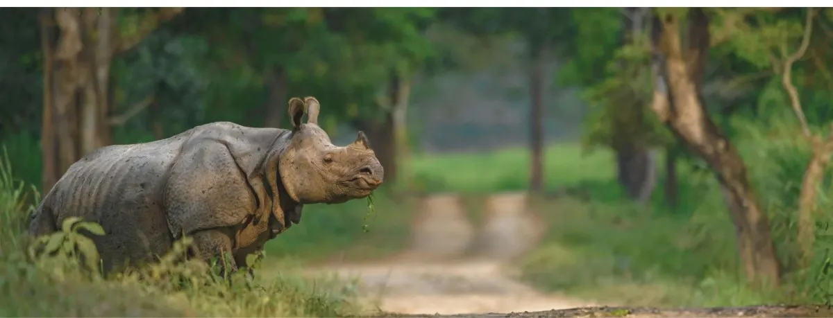 Kaziranga Meghalaya tour package with touristhub