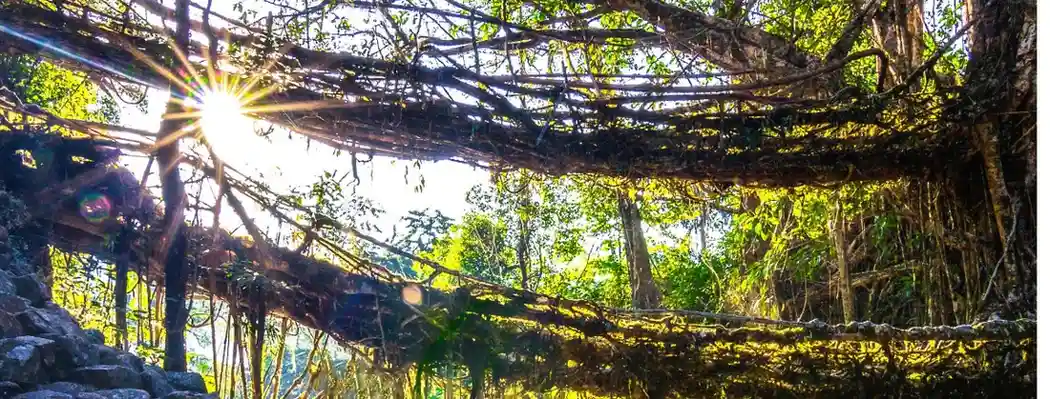 shillong meghalaya living root bridge visit with touristhub