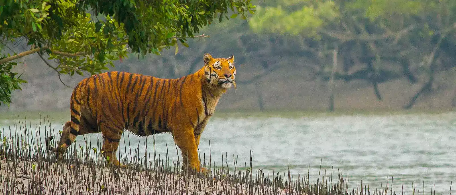 Bangalore to Sundarban tour