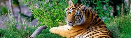 Sundarban Tour package from Canning, India with TouristHubIndia - The Best Sundarban Tour Operator in Kolkata