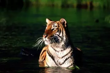 Sundarban Royal Bengal Tiger